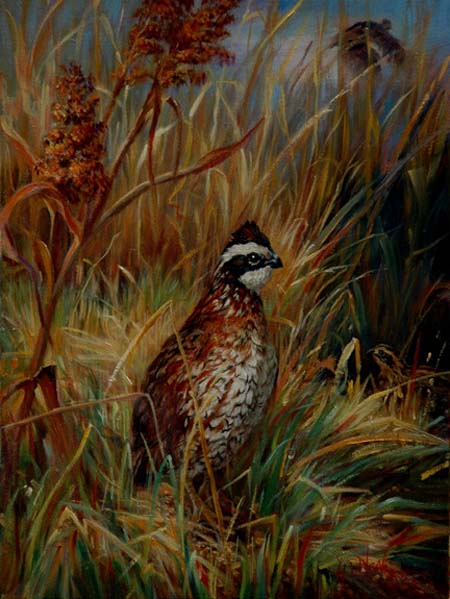 Bobwhite-Ever watchful