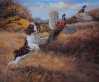 Artie flushing pheasant